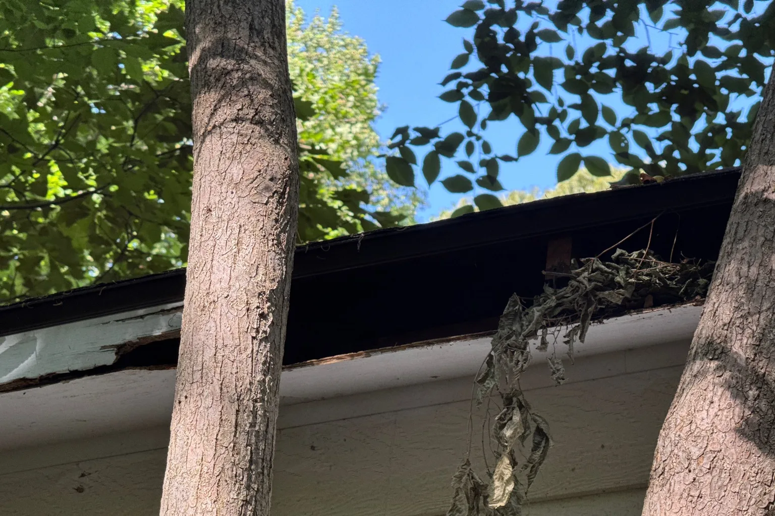 Damaged fascia and gutter edge documented during a roof project